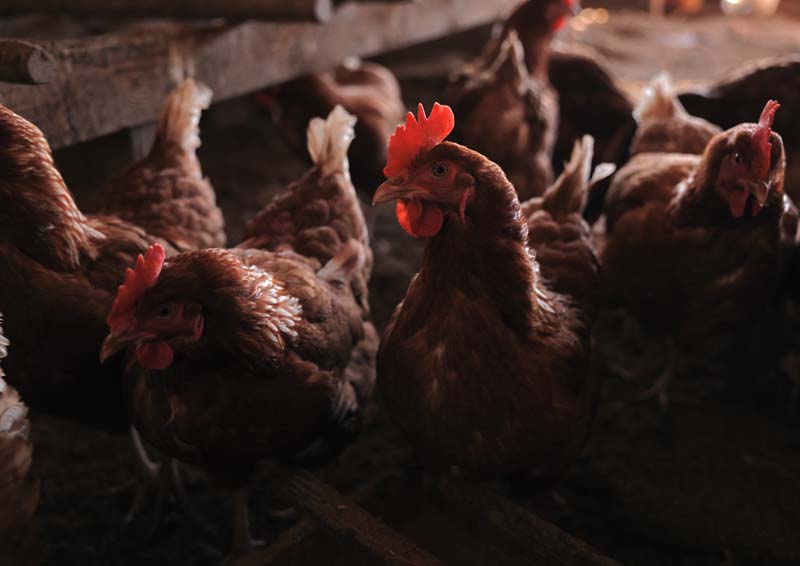 自家製麺のこだわり